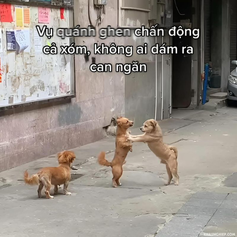 meme cản đánh ghen