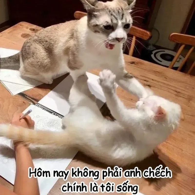 Meme đánh nhau​ cute