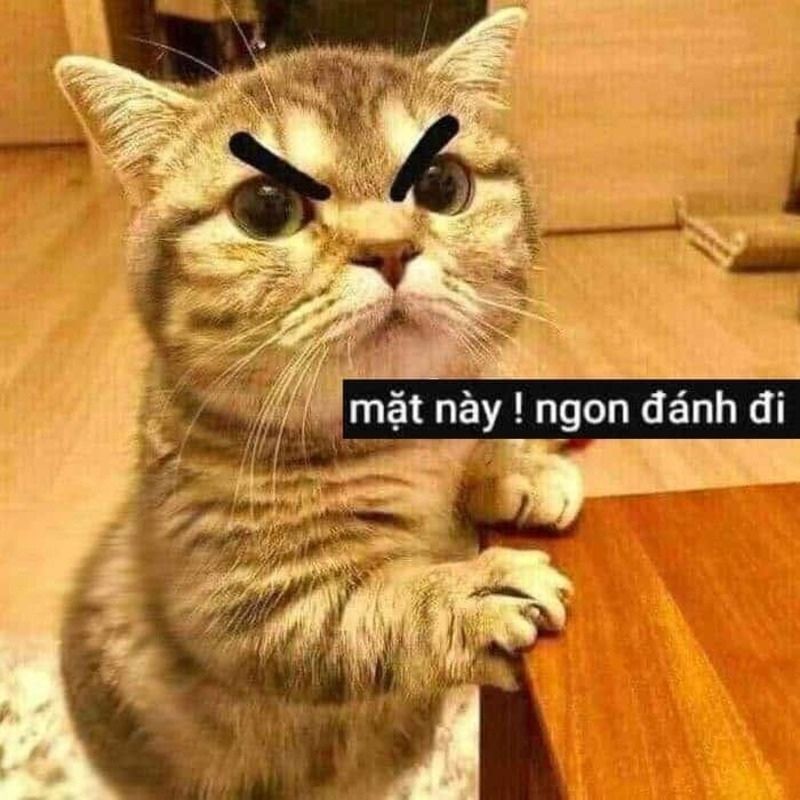 meme mèo thách thức đánh lộn