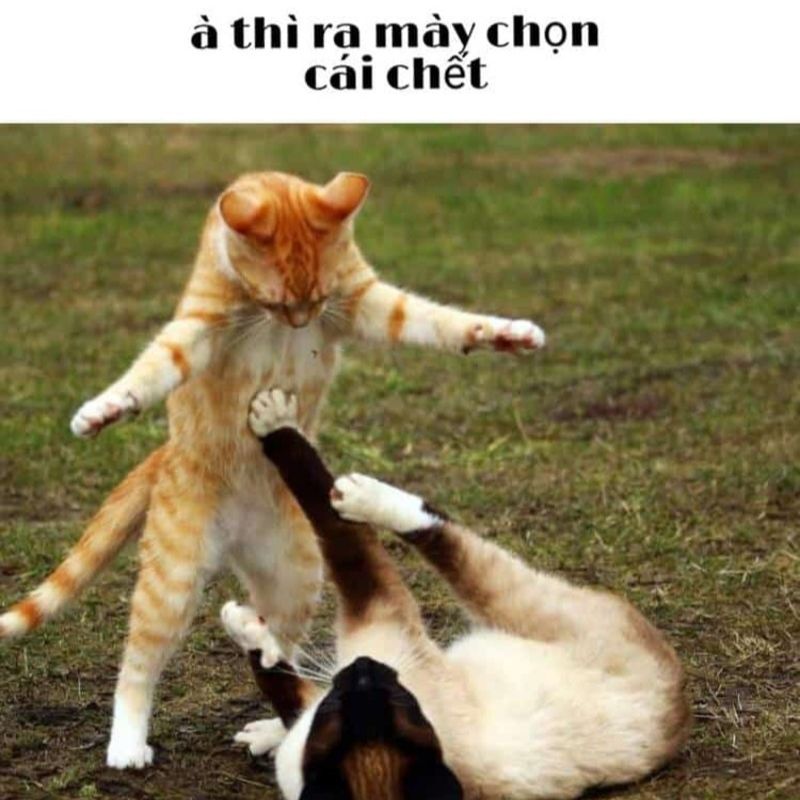 meme mèo quýnh nhau