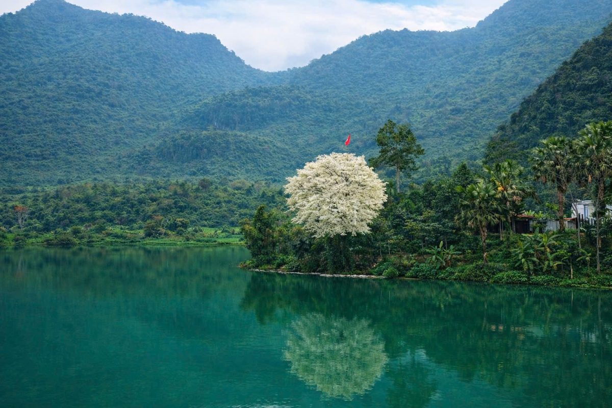 Khung cảnh cây sưa trắng muốt với lá cờ Tổ quốc tung bay bất ngờ gây sốt