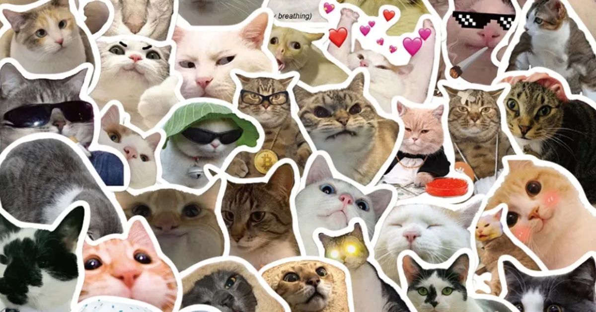 Tải Trọn Bộ 150+ Avatar Vô Tri Meme: Tổng Hợp Ảnh Mèo Ngơ Ngác, Bá Đạo