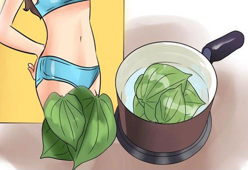 Nhiều chị em dùng lá trầu không để cải thiện làn da vùng kín